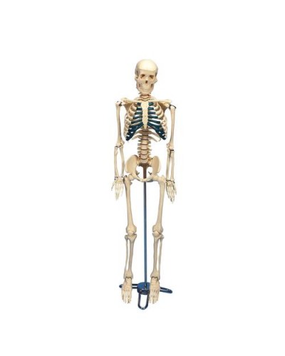 Desktop Skeleton